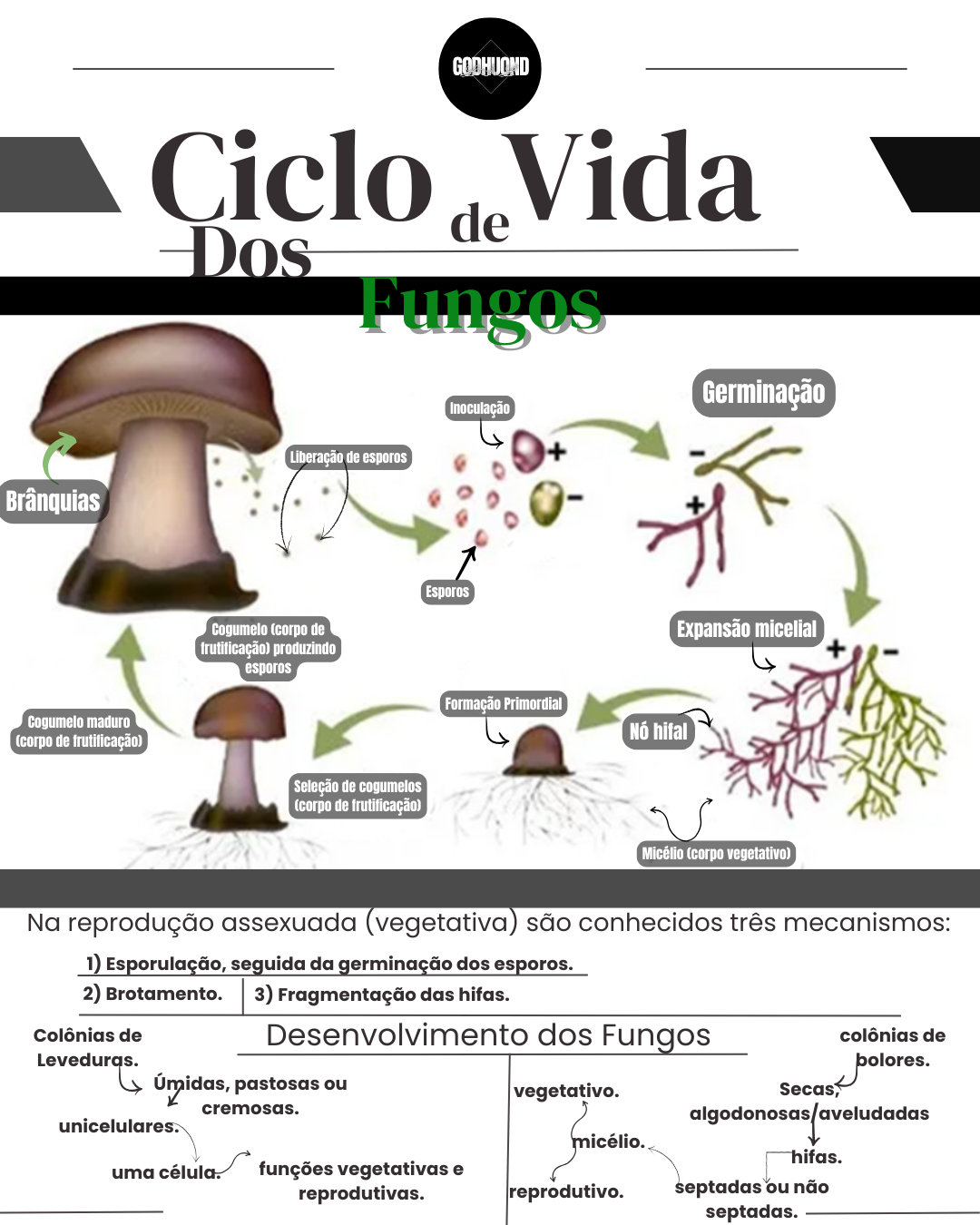 Filosofia GodHuond